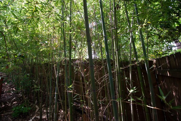 Grown in Barrier control - June 2019