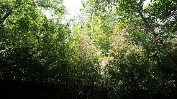 Bamboo barrier canopy - June 2019