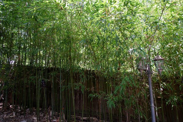 Grown in Barrier - June 2019