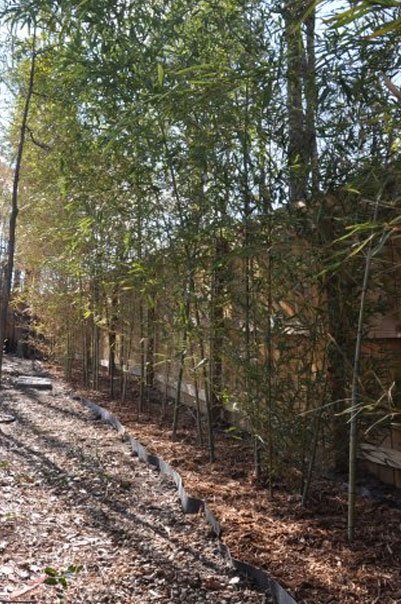 Initial bamboo transplanted - January 2011
