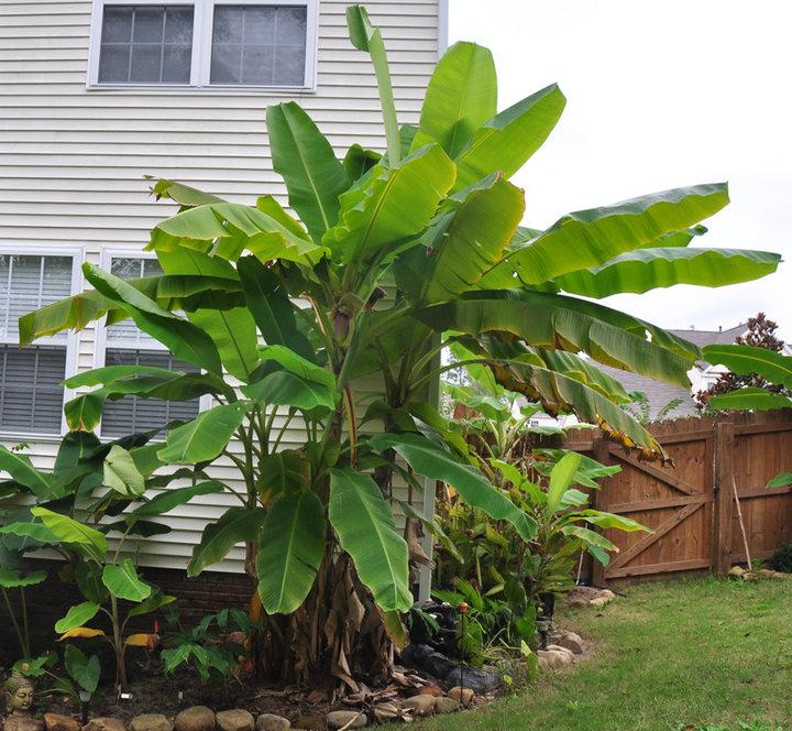 Musa Basjoo in Columbia, SC