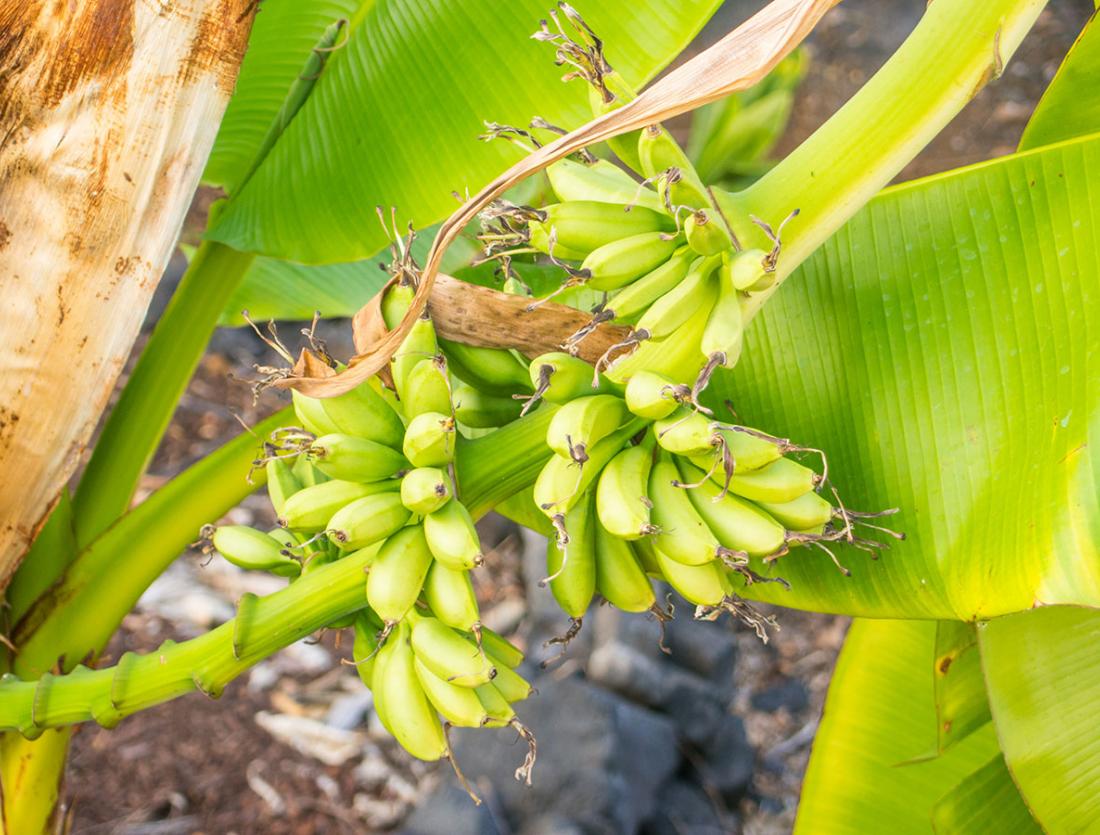 Blue Java Banana Bunch Ripening