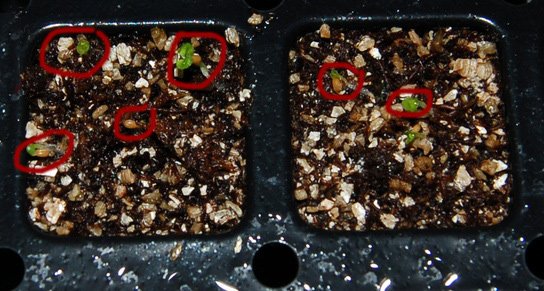 Seeds begin to sprout