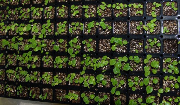 Gigantea seeds growing