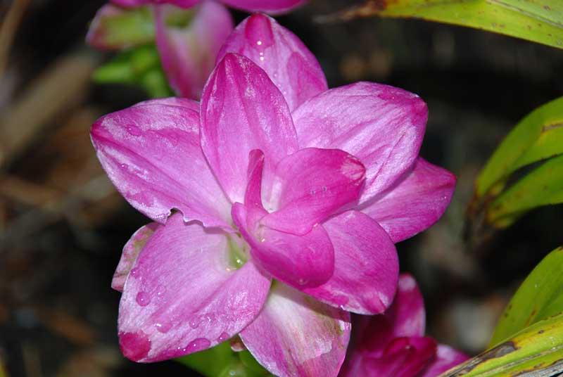 Curcuma Elata Ginger in Lexington, SC