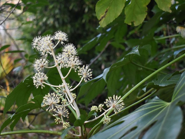Fatsia Blooming
