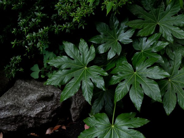 Fatsia Foliage