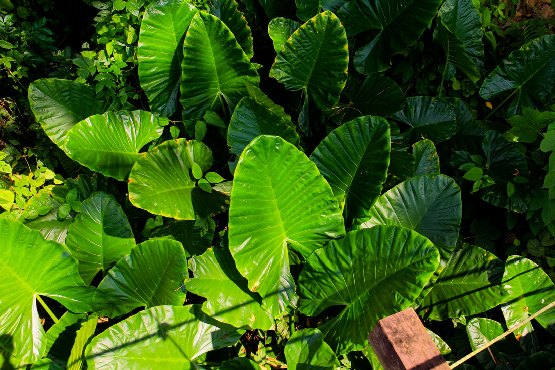 A Complete Elephant Ears Planting Guide Image