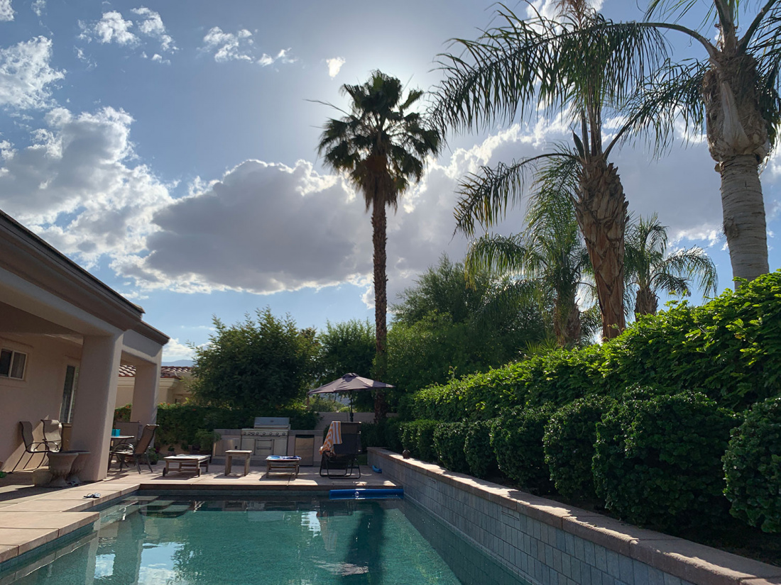 Palm Tree Growth: How Fast Will Mine Grow? Image