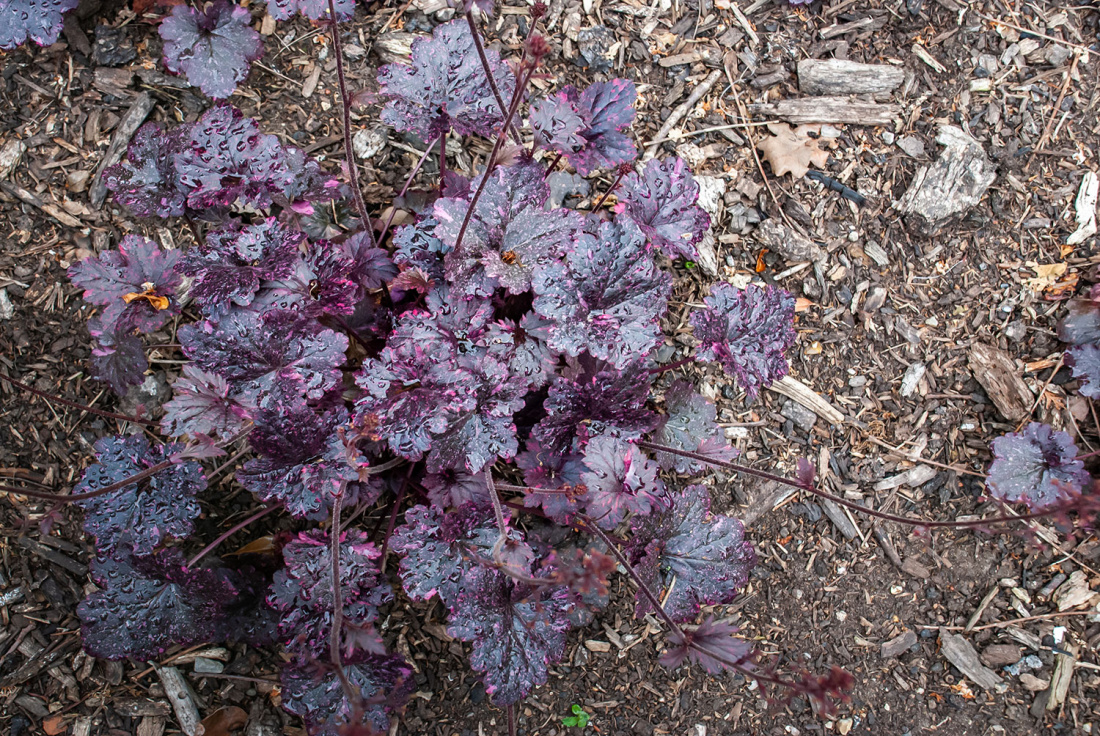 Reasons to Choose Foliage Plants to Line Your Path Image