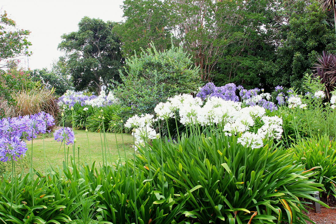 How to Utilize Tropical Plants in Your Backyard Image