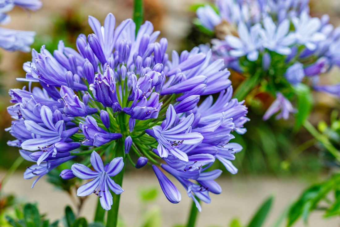How to Grow Agapanthus from a Bulb Image