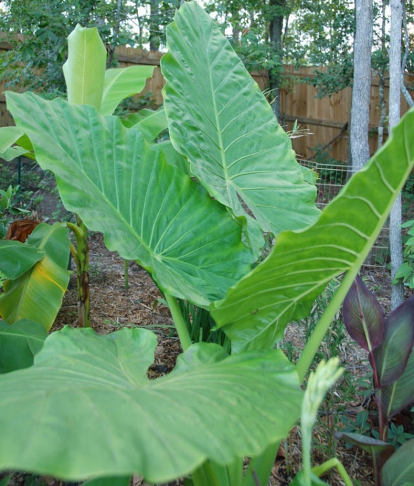 Giant Upright Elephant Ear, Night-scented Lily (Alocasia Odora) Image
