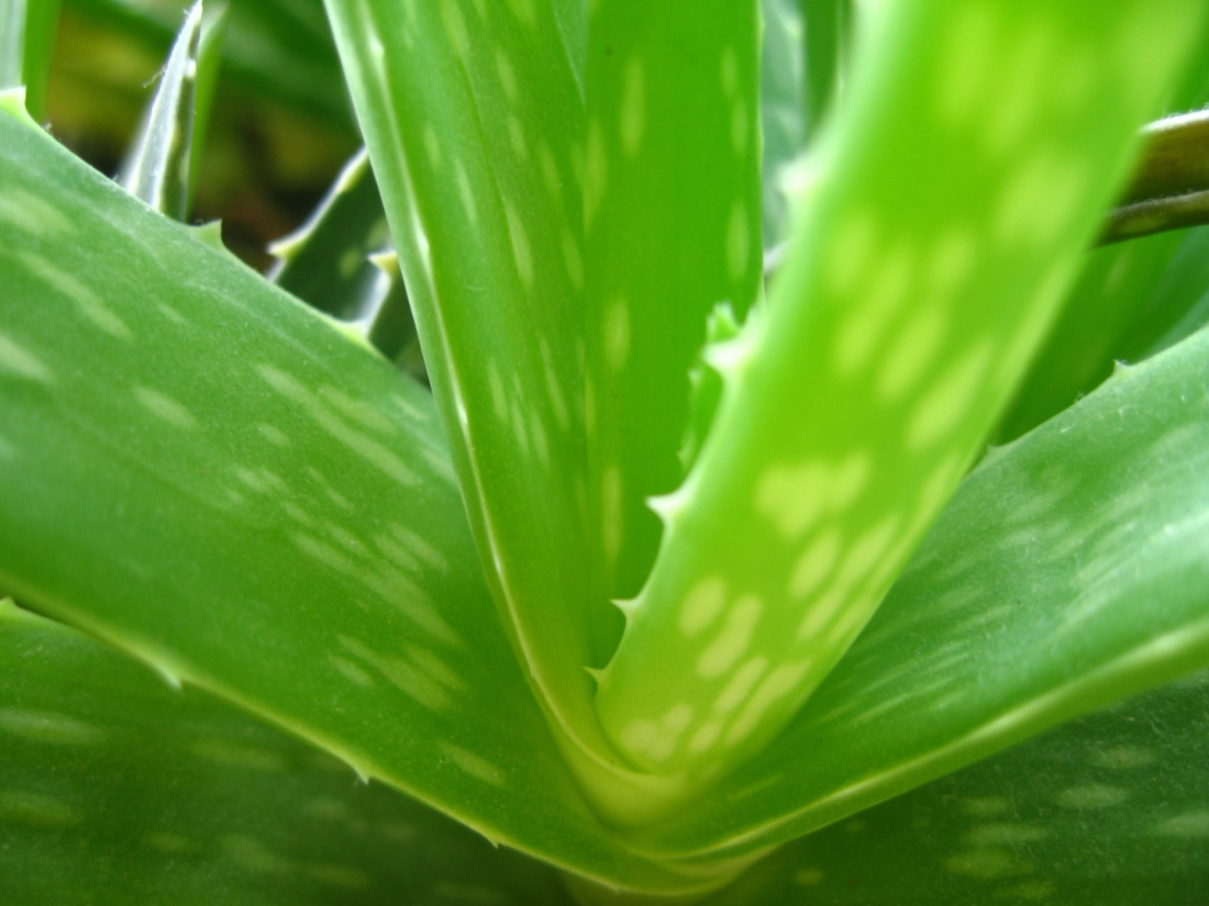 10 Easy to Grow Plants for Gardening Beginners Image