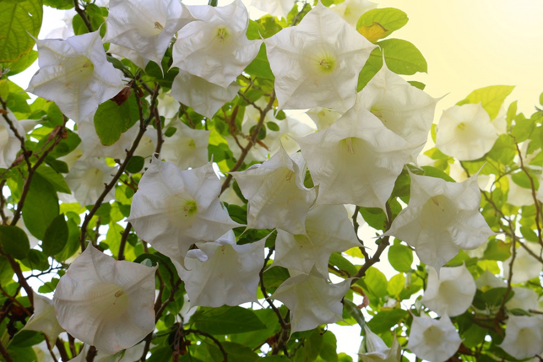 Angels Trumpets (Brugmansia) Image