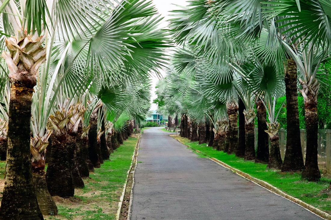 How to Grow Palm Trees in a Garden: Tips and Advice Image