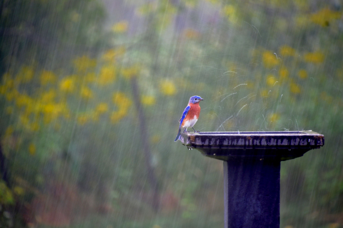 7 Tips for Creating the Tropical Garden of Your Dreams Image