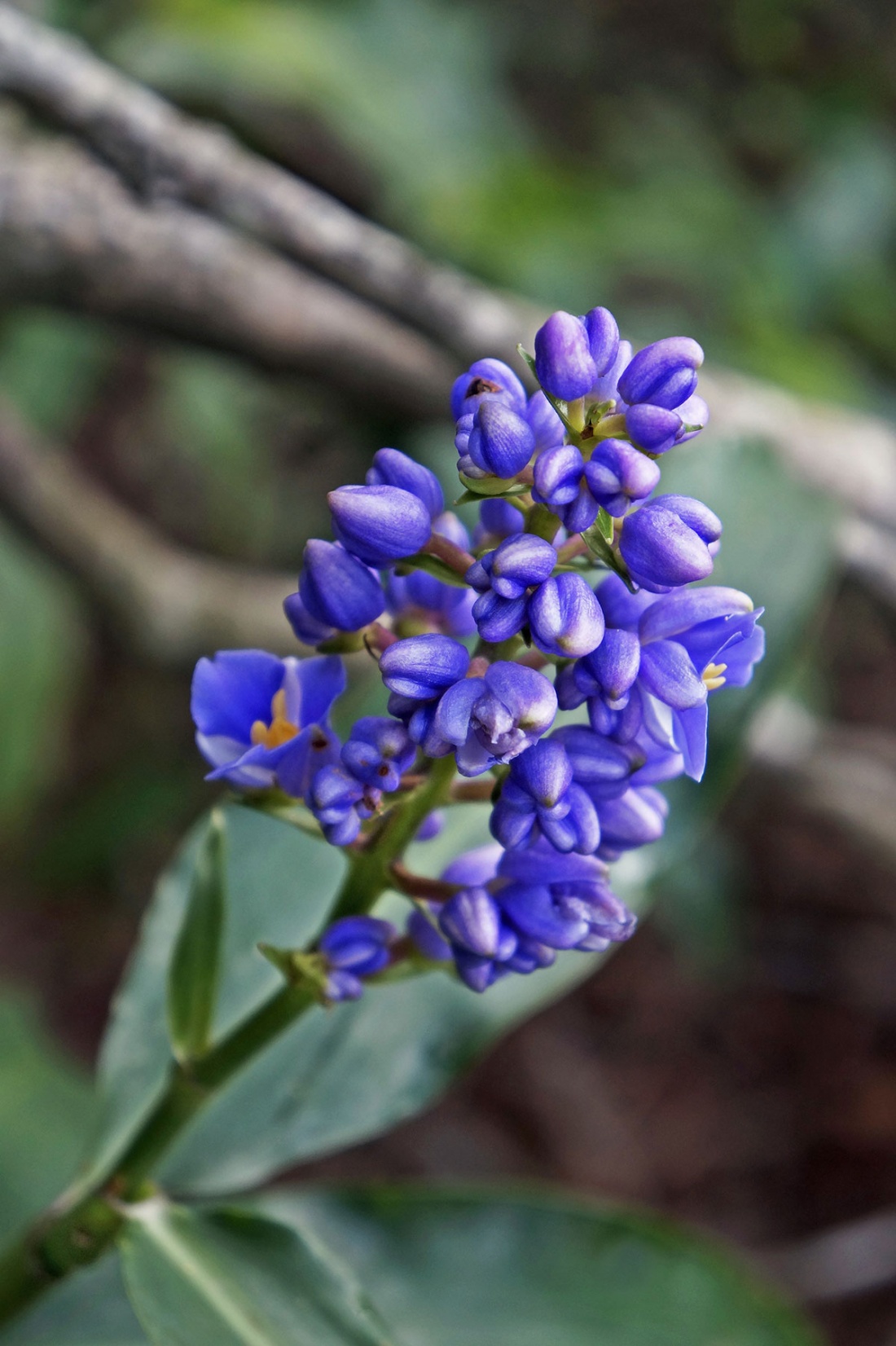 Overwintering ginger rhizomes Image