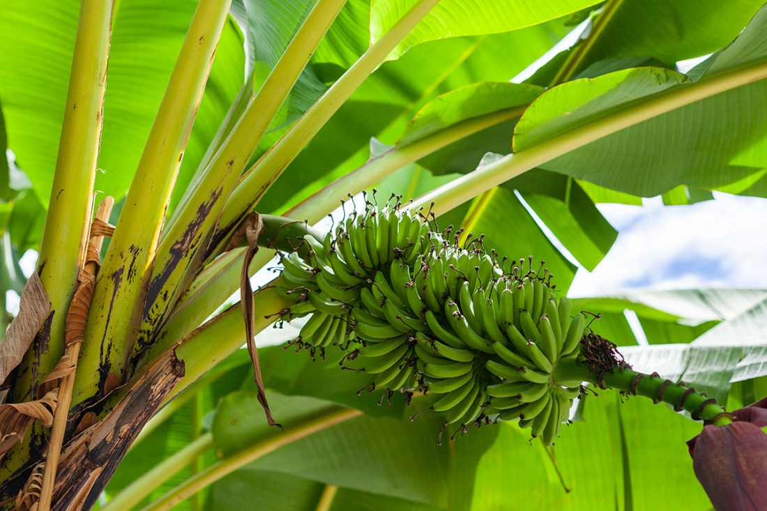The Ultimate Guide to Planting Banana Trees Image