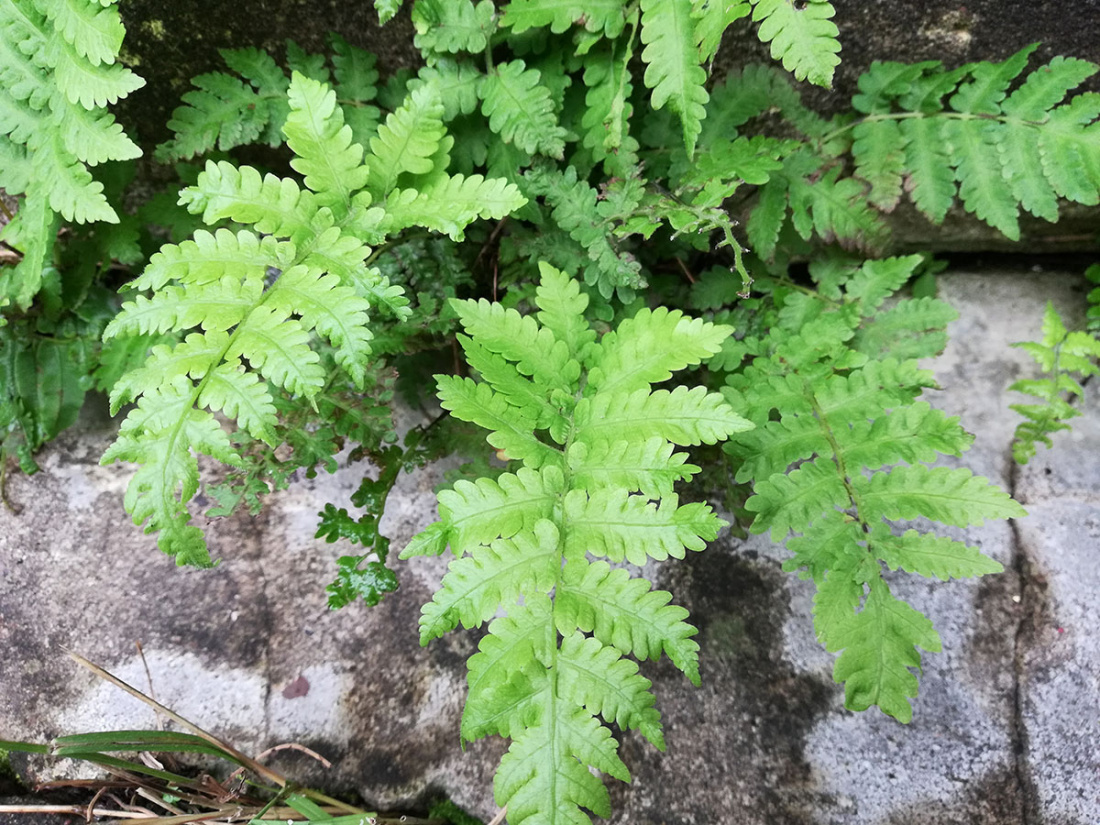 Top Ten Hardy Ferns Image
