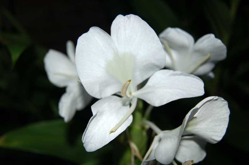 Butterfly Ginger, White Ginger, Garland Lily (Hedychium Coronarium) Image