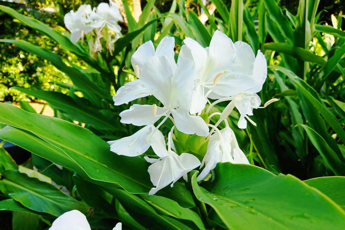 Overwintering ginger rhizomes Image