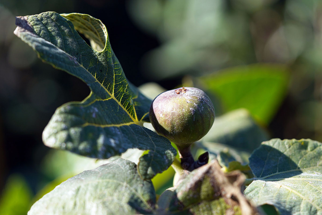 Hardy Tropical Plants in Container Image