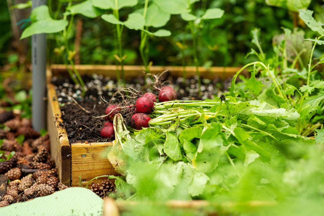 Container Gardening for Beginners: A Complete Guide Image