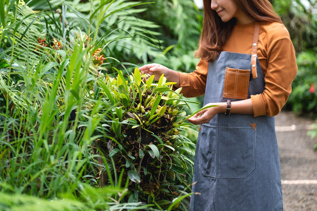 7 Tips for Creating the Tropical Garden of Your Dreams Image