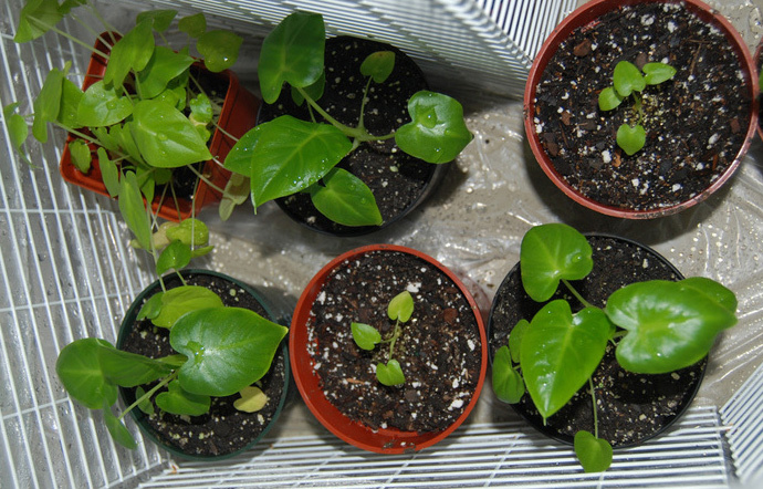 A Complete Elephant Ears Planting Guide Image