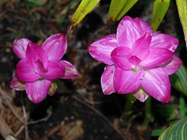 Curcuma Elata Ginger Image