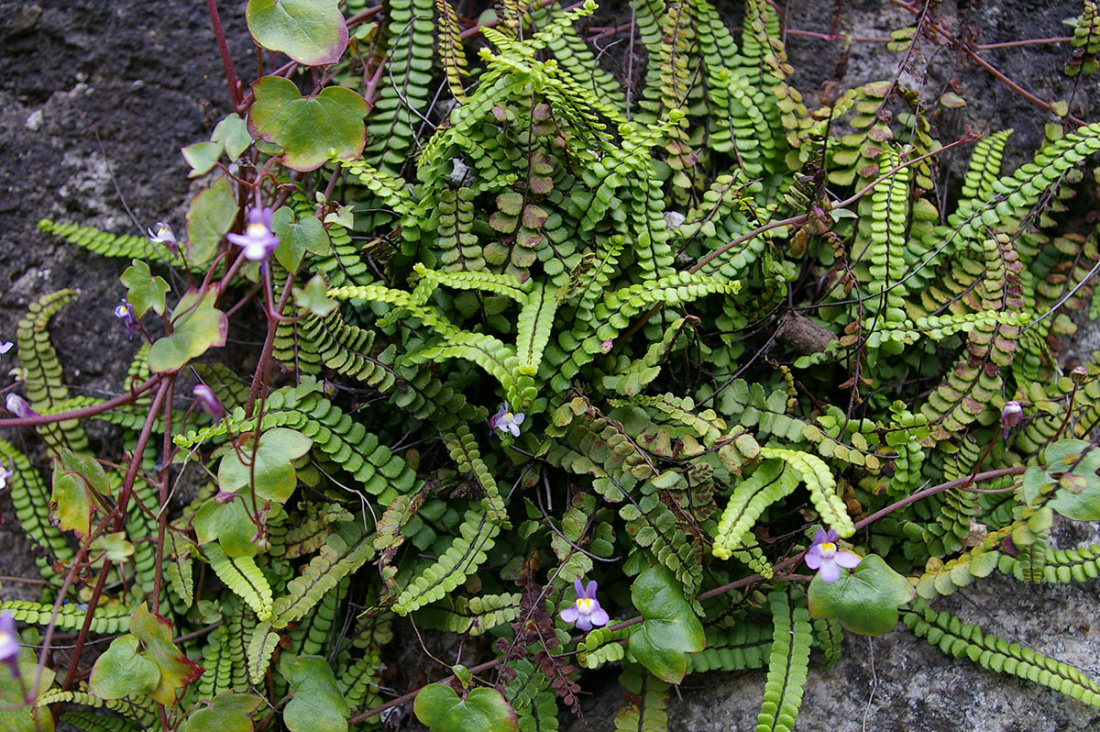 Top Ten Hardy Ferns Image