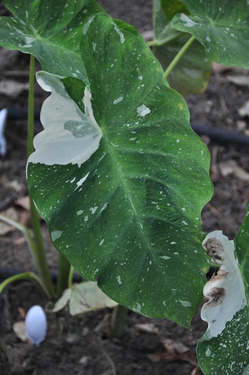 Ele Paio, Milky Way (Colocasia Esculenta) Image