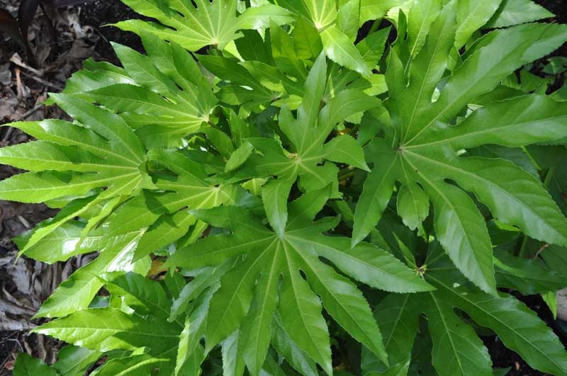 Fatsia, Paperplant, Japanese Aralia (Fatsia Japonica) Image