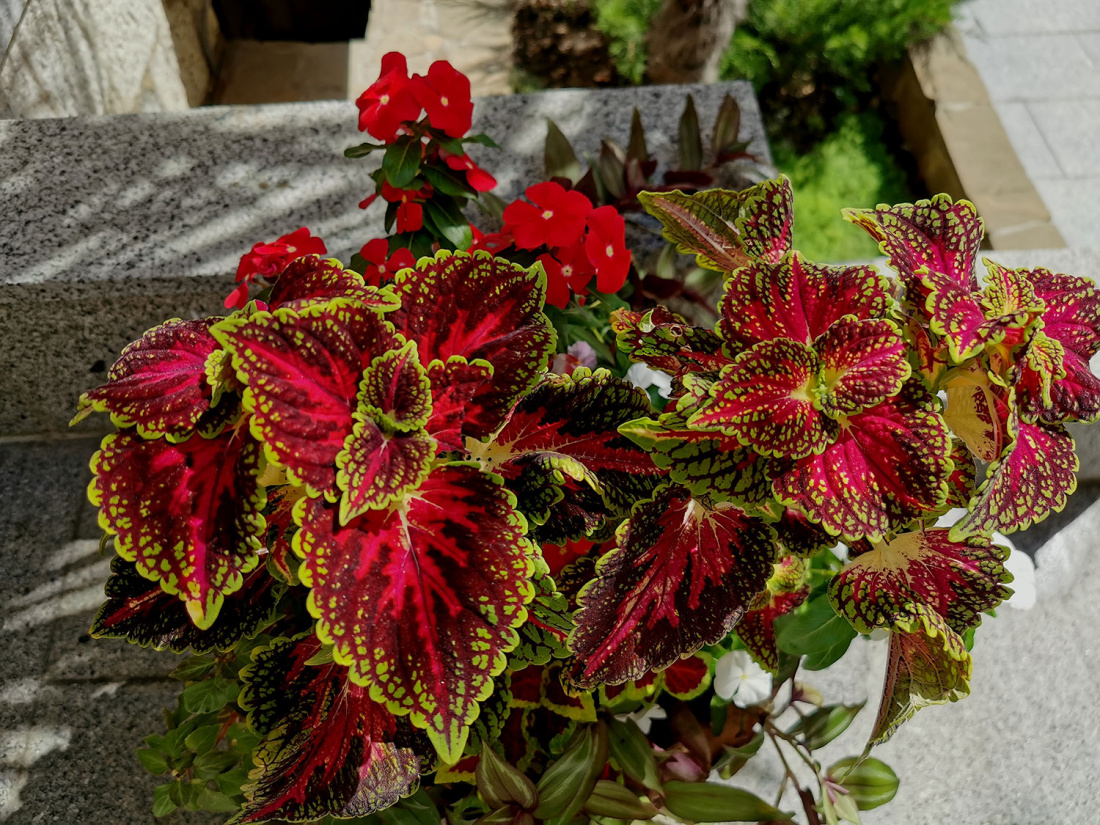 Reasons to Choose Foliage Plants to Line Your Path Image