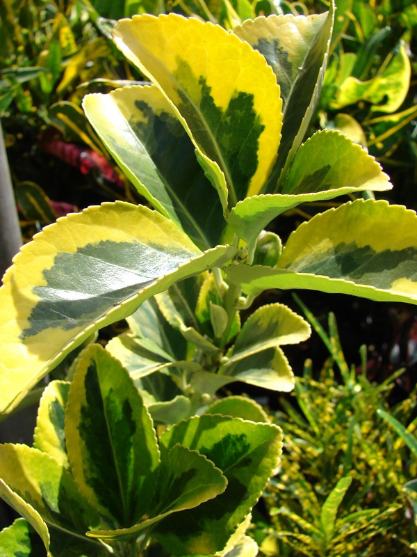 Golden Euonymus (Euonymus Fortunei) Image