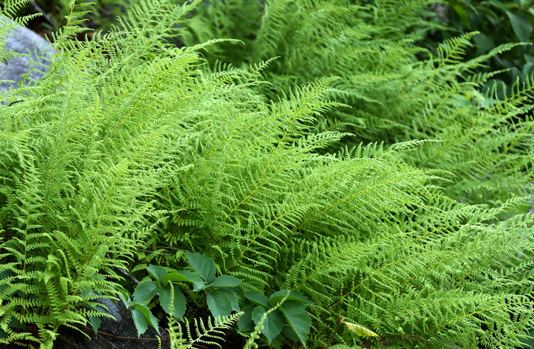 Top Ten Hardy Ferns Image