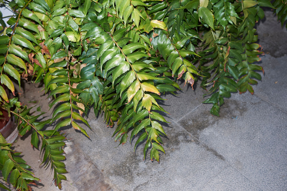 Top Ten Hardy Ferns Image