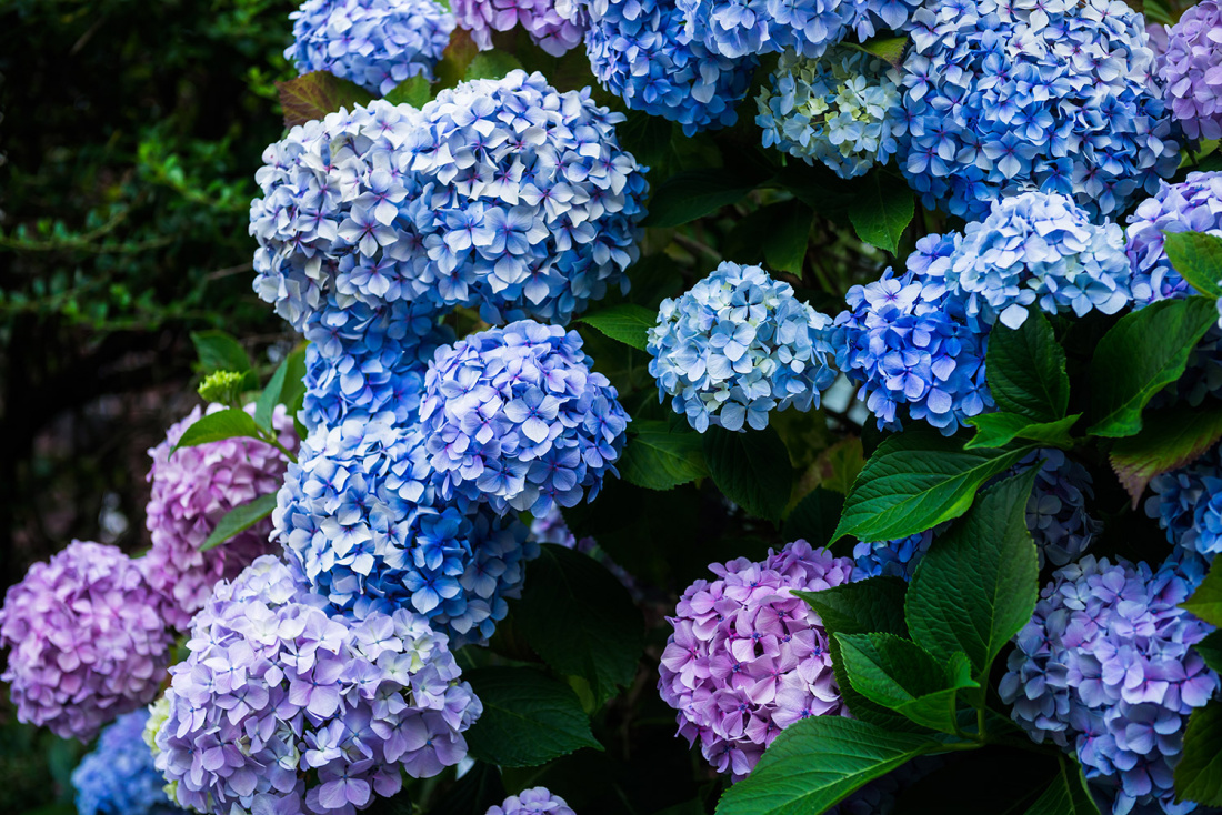 Hydrangea Care - Keep Your Flowers Healthy and Happy Image