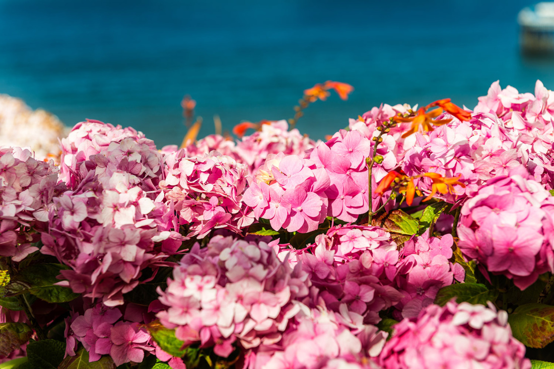 Hydrangea Care - Keep Your Flowers Healthy and Happy Image