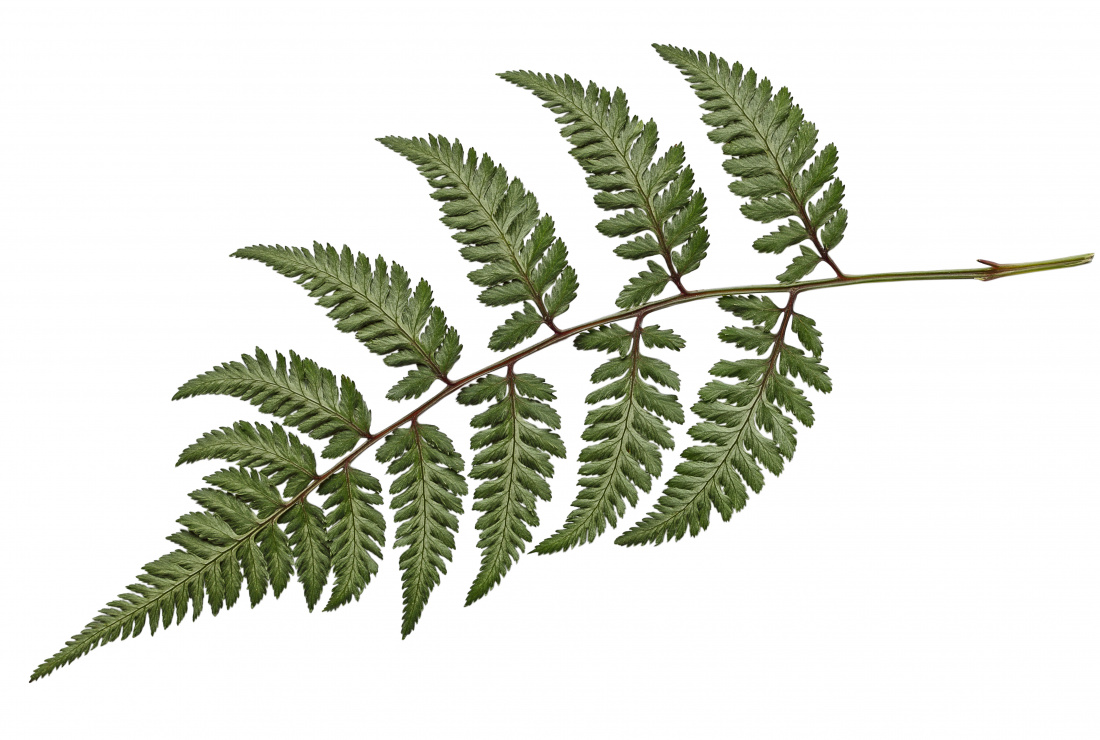 Top Ten Hardy Ferns Image