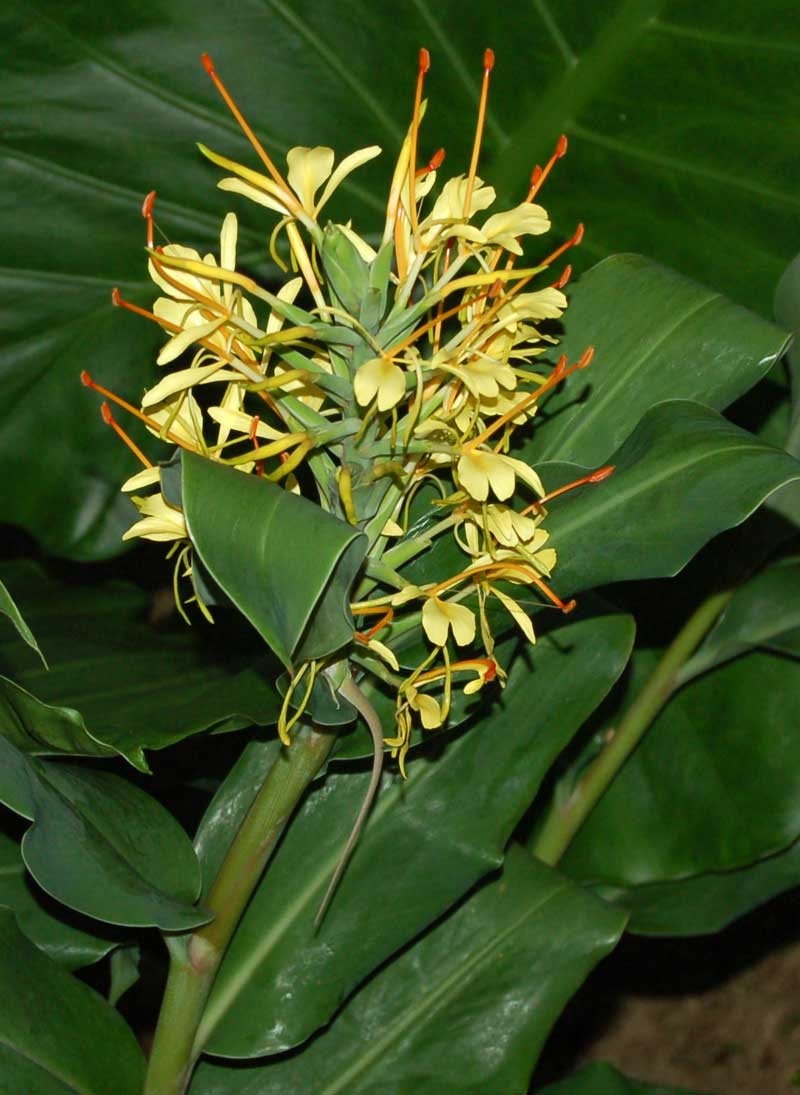 Kahili Ginger (Hedychium Gardnerianum) Image