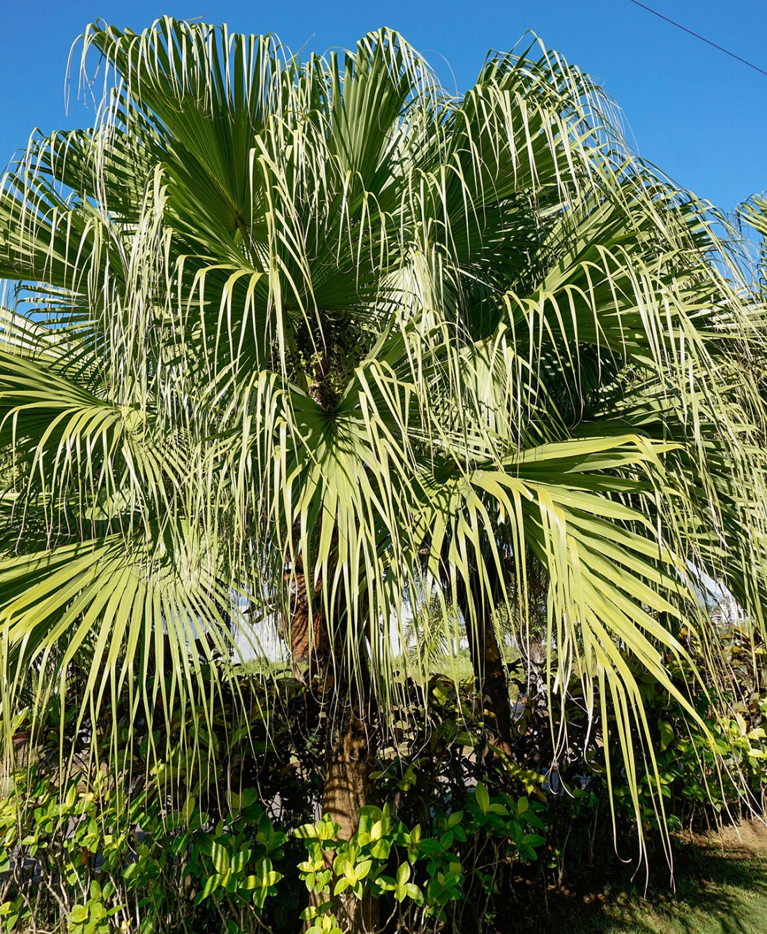 Chinese Fan Palm, Fountain Palm (Livistona Chinensis) Image