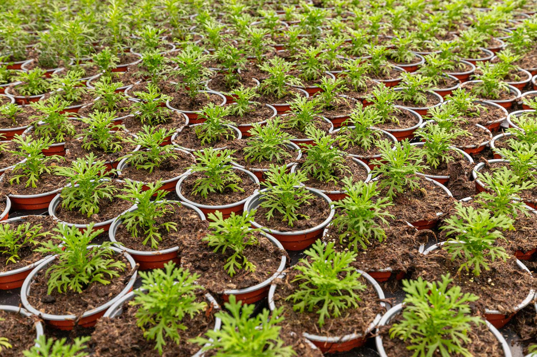 Everything You Need to Know About Annuals Image