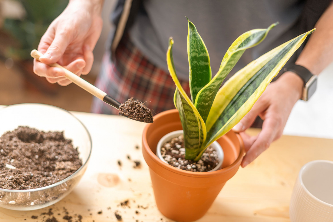 5 Indoor Gardening Tips for Healthy Houseplants Image