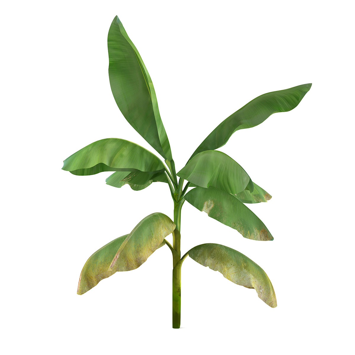 Hardy Tropical Plants in Container Image