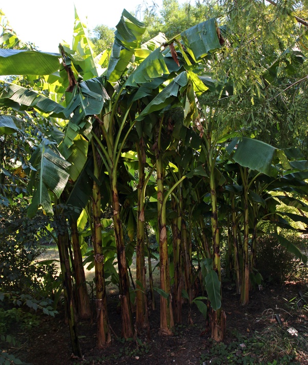 Darjeeling Banana (Musa Sikkimensis) Image