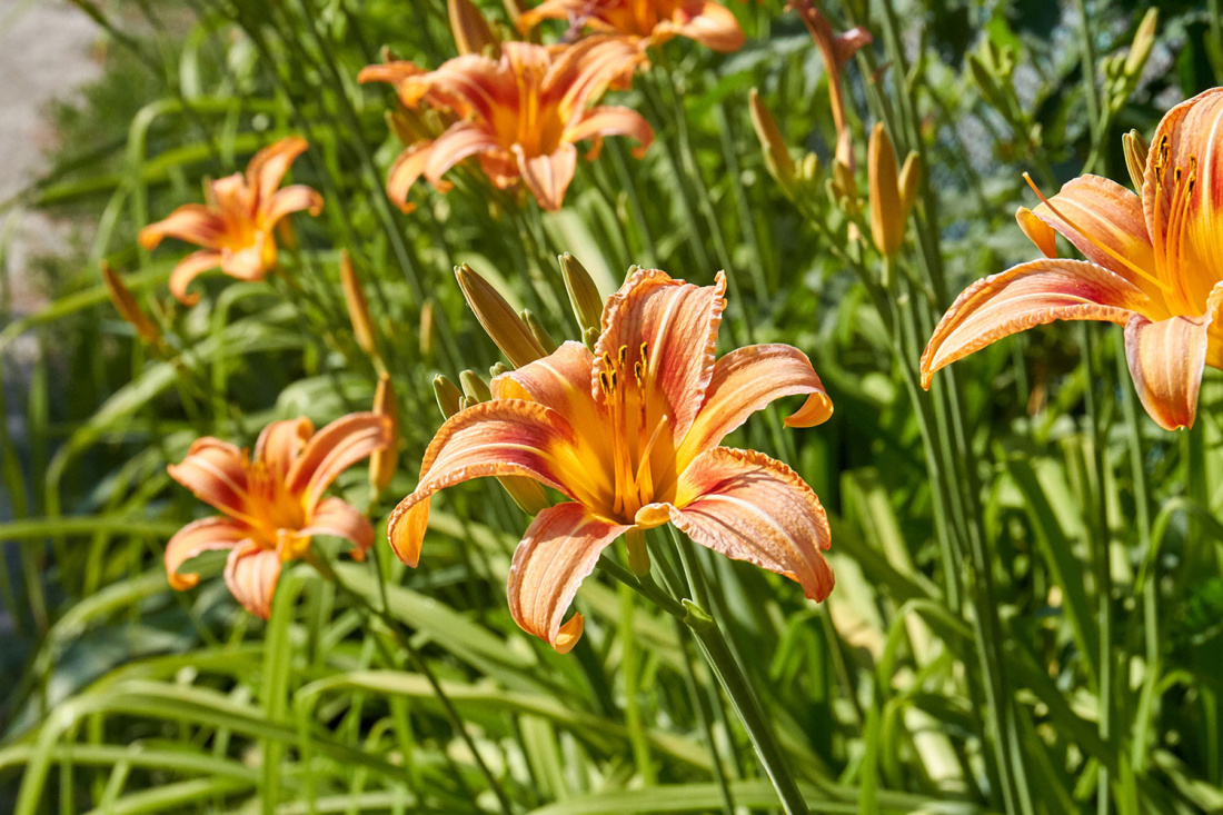 How to Utilize Tropical Plants in Your Backyard Image