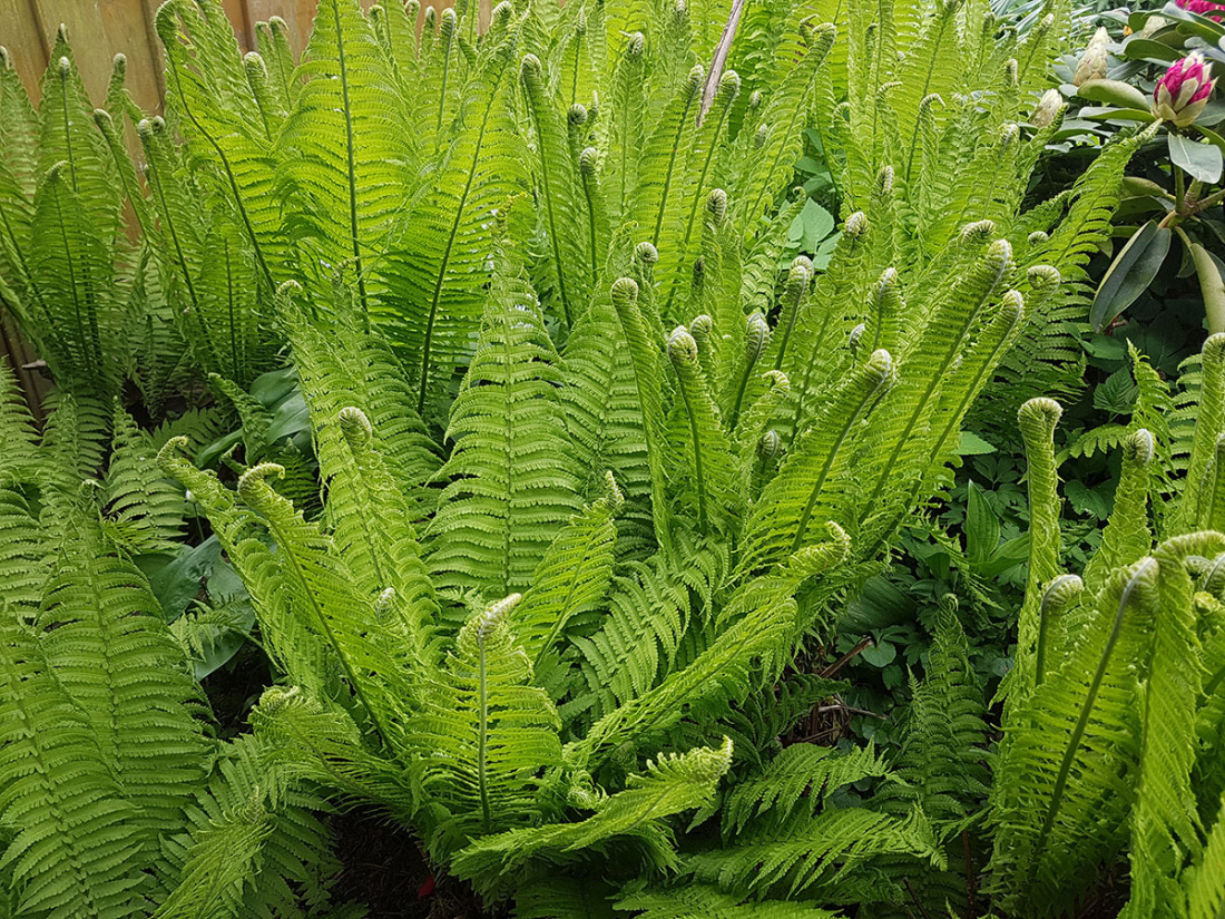 Top Ten Hardy Ferns Image