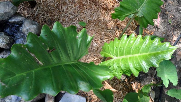 Alocasia Portora Elephant Ear, aka Persian Palm or Portadora Image